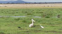 Amboseli Nationalpark