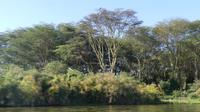 Bootstour Lake Naivasha (Fischadler im Baum)