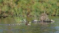 Bootstour Lake Naivasha Nilgänse