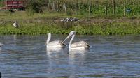 Bootstour Lake Naivasha Pelikan