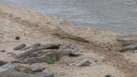 Crocodile Point am Galana-Fluß