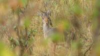 Dikdik