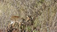 Dikdik