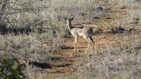 Dikdik