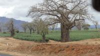 Fahrt nach Nairobi Sisal Plantage