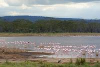 Flamingos am See