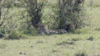 Gepard