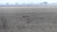 Gepard