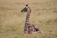 Giraffen Jungtier
