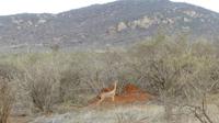 Giraffengazelle (Gerenuk)