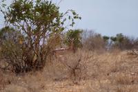 Giraffenhalsgazelle