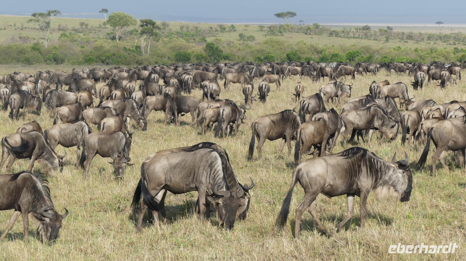 Gnuherde in der Masai Mara