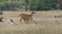Impala