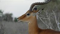 Impala