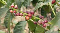 Kaffeefarm