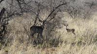 Kudu