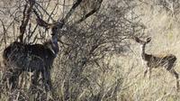 Kudu