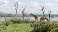 Lake Naivasha Fußsafari