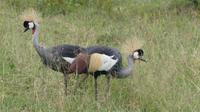 Lake Nakuru Kronenkranich