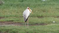 Lake Nakuru Nationalpark Nimmersatt