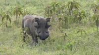 Lake Nakuru Nationalpark