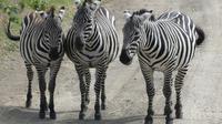 Lake Nakuru Nationalpark