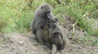 Lake Nakuru Nationalpark