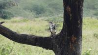 Lake Nakuru Nationalpark