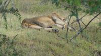 Lake Nakuru Nationalpark