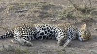 Leopard in der Masai Mara