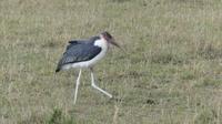 Marabu