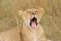 Masai Mara (12)