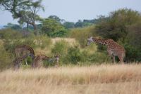 Masai Mara (14)