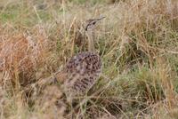 Masai Mara (2)
