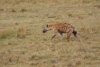 Masai Mara (22)