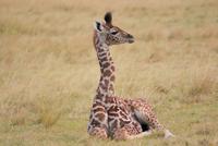 Masai Mara (23)