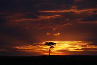 Masai Mara (36)