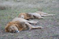 Masai Mara (38)