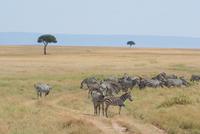 Masai Mara (40)