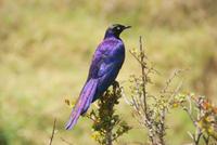 Masai Mara (42)