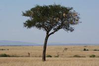 Masai Mara (68)