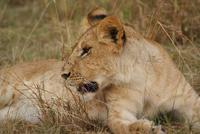 Masai Mara (7)