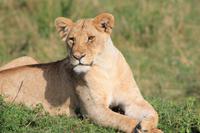 Masai Mara - Löwe beim Sonnenbad