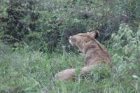 Masai Mara - Löwendame