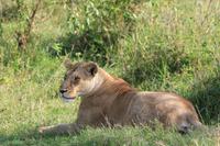 Masai Mara - Löwendame