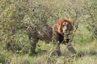 Masai Mara - Löwenmännchen