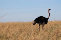 Masai Mara - Massaistrauß-Männchen