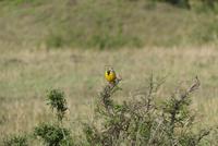 Masai Mara Gelbkehl Pieper
