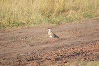 Masai Mara Safari