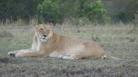 Masai Mara